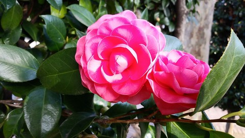 4901008-6f14.jpg