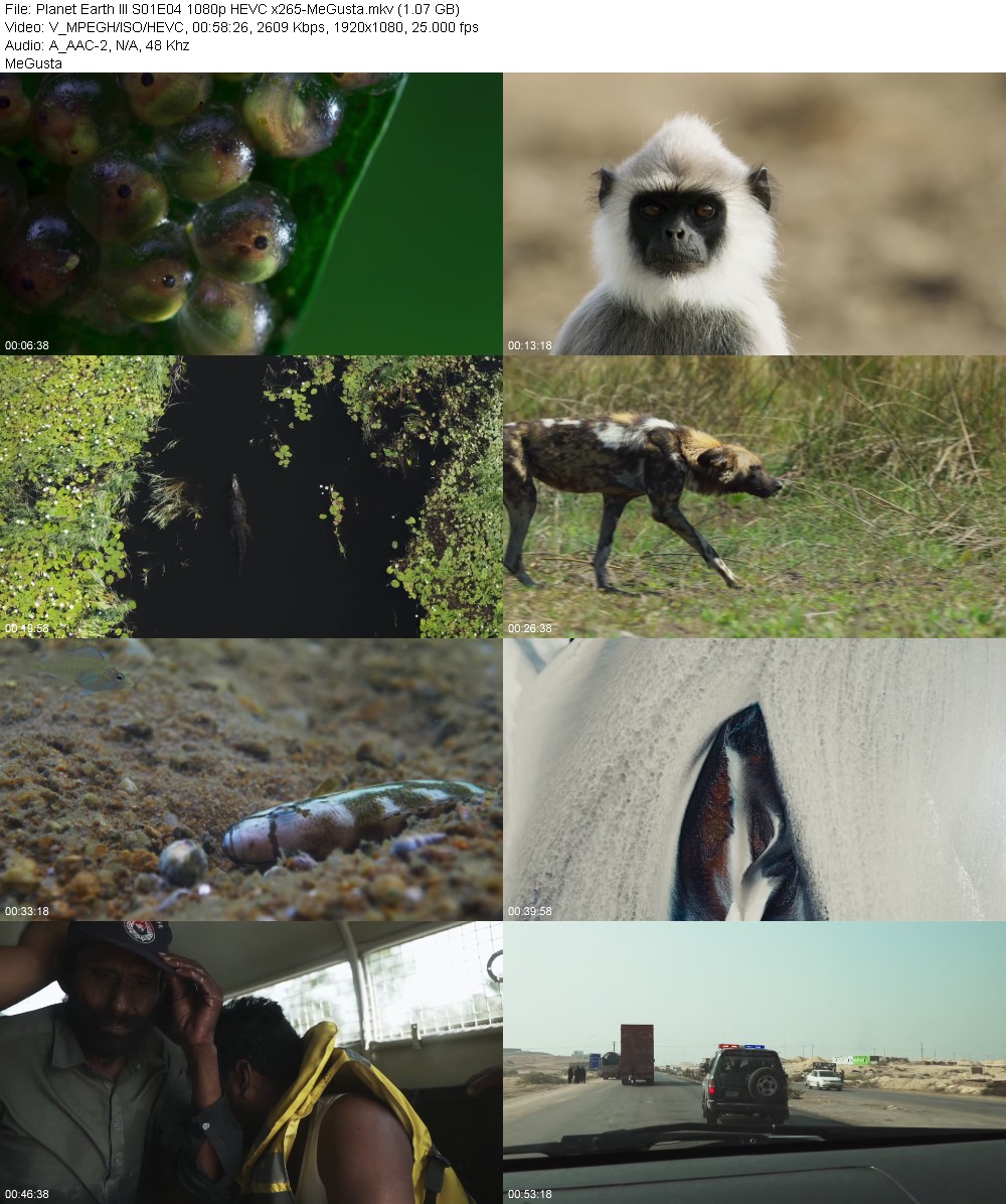 398784808_planet-earth-iii-s01e04-1080p-hevc-x265-megusta.jpg