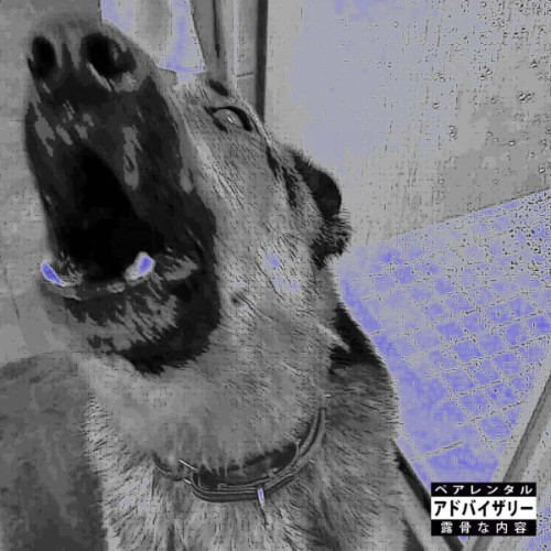 00-scurra-x-totojira-doghouse-web-2026-ftd.jpg