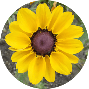 X1u-F1rww-MG9-WHgsn-U0-GK09qgr-E2-PLy-Ty.png