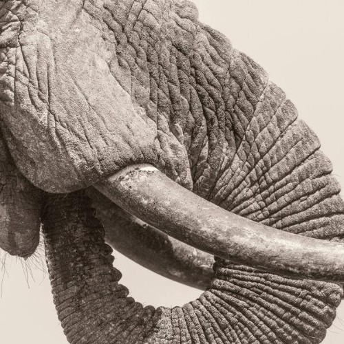 White-Elephant-World-Elephant-Day-WEB-2026-ENRi-CH.jpg