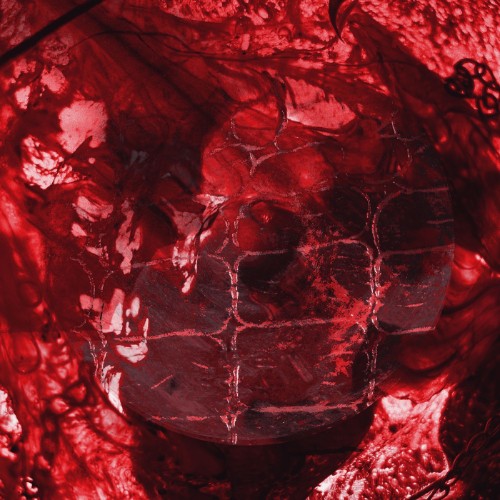 00-reptilcellar-cobra-repcelcobra01-single-web-2026-cover.jpg