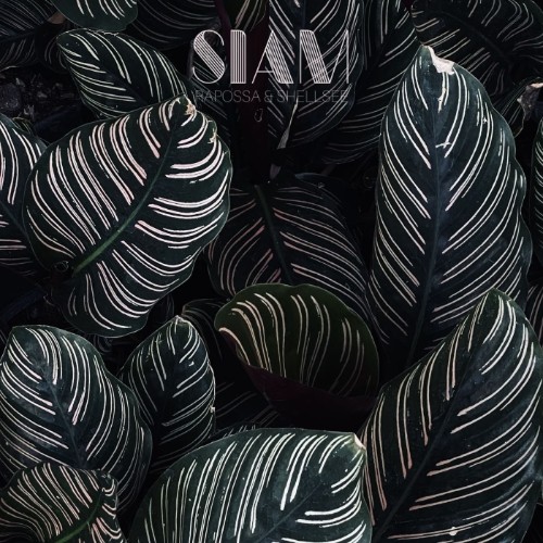 00-rapossa-and-shellsee-siam-fwa049-web-2026-cover.jpg