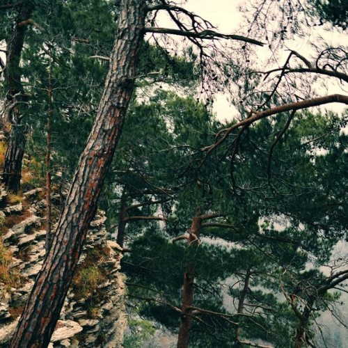 Eternal-Meadows-The-Trees-Breathe-Slowly-AMEP404-WEB-2026-BABAS.jpg