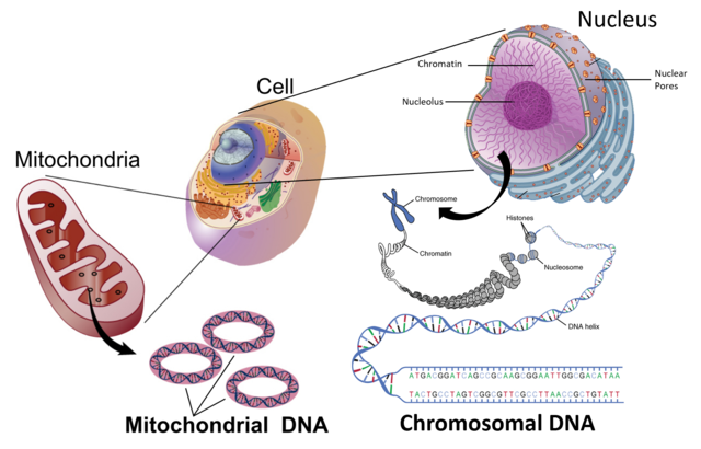 Chpt1-cellular-design.png