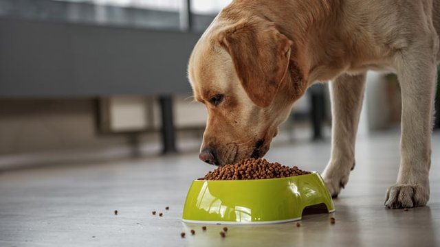 dog-eating-out-of-bowl.jpg