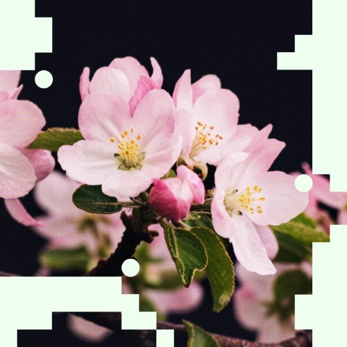 00-applescal-take-me-back-turned-flr-S015-web-2026-cover.jpg