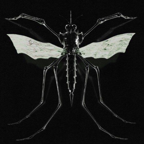 Wax-Head-GNAT-WEB-2026-r-H-i-NT.jpg