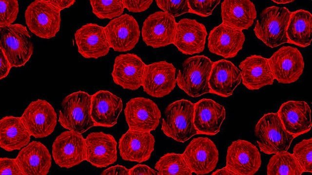 how-stem-cells-are-shaping-drug-discovery-338723-960x540.jpg