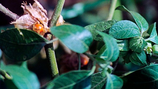 herbs-anxiety-Getty-Images1337880842-Header-1024x575.jpg