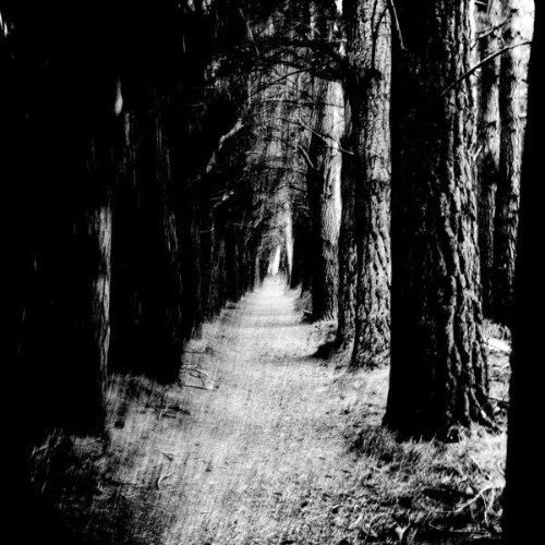 Stray-Theories-Falter-MD336-WEB-2026-ENRi-CH.jpg