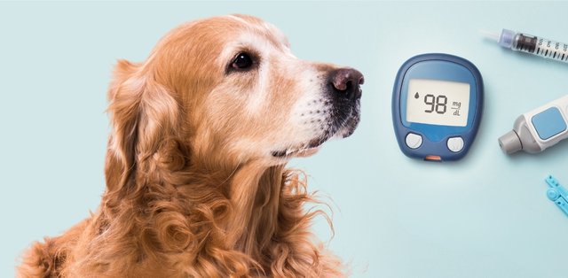 diabetes-in-pets.jpg