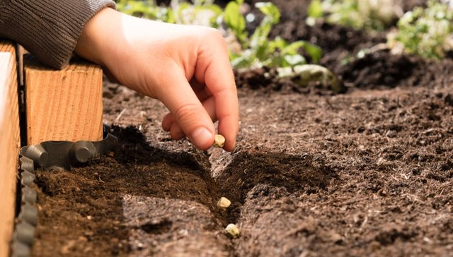 what-to-grow-for-animal-feed.jpg